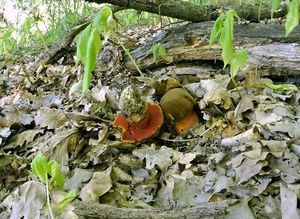 Klikni pro velký obrázek