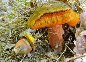 Klikni pro velký obrázek