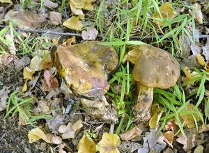 Klikni pro velký obrázek