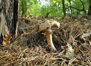 Klikni pro velký obrázek