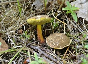 Klikni pro velký obrázek