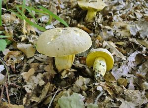 Klikni pro velký obrázek