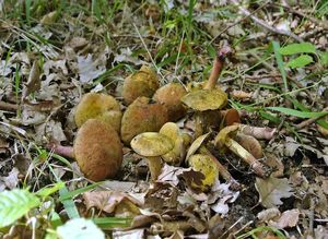 Klikni pro velký obrázek