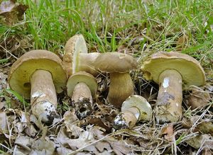 Klikni pro velký obrázek