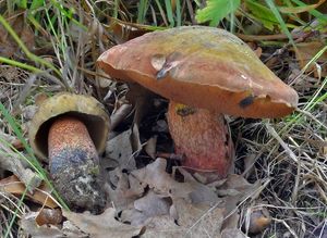 Klikni pro velký obrázek