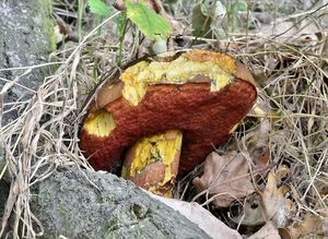 Klikni pro velký obrázek