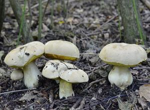 Klikni pro velký obrázek