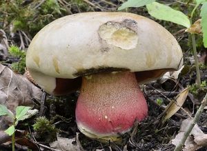 Klikni pro velký obrázek