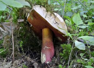 Klikni pro velký obrázek