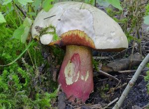 Klikni pro velký obrázek