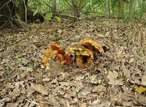 Klikni pro velký obrázek