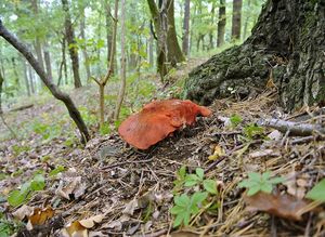 Klikni pro velký obrázek