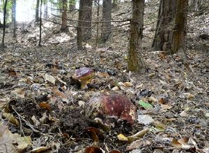 Klikni pro velký obrázek