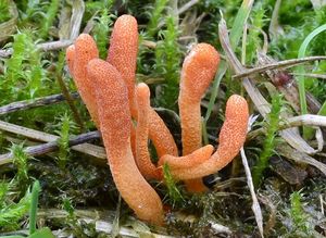 Housenice červená - Cordyceps militaris (L.) Fr. 1818