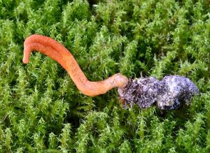 Housenice červená - Cordyceps militaris (L.) Fr. 1818