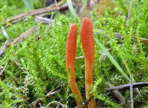 Housenice červená - Cordyceps militaris (L.) Fr. 1818