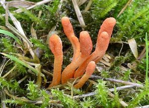 Housenice červená - Cordyceps militaris (L.) Fr. 1818
