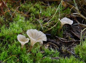 Lupénka vlnitá - Cotylidia undulata (Fr.) P. Karst.