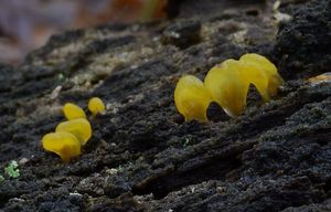 Krásnorůžek lopatkovitý - Calocera pallidospathulata D.A.Reid