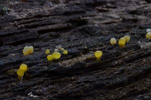 Krásnorůžek lopatkovitý - Calocera pallidospathulata D.A.Reidr