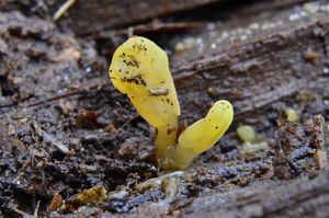 Krásnorůžek lopatkovitý - Calocera pallidospathulata D.A.Reid