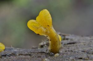 Krásnorůžek lopatkovitý - Calocera pallidospathulata D.A.Reid