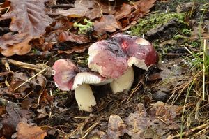 Klikni pro velký obrázek