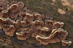 Boltcovitka mozkovitá - Auricularia mesenterica (Dicks.) Pers. 1822
