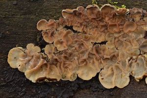 Boltcovitka mozkovitá - Auricularia mesenterica (Dicks.) Pers. 1822
