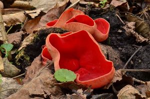 Ohnivec jurský - Sarcoscypha jurana (Boud.) Baral 1984