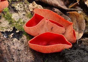 Ohnivec jurský - Sarcoscypha jurana (Boud.) Baral 1984