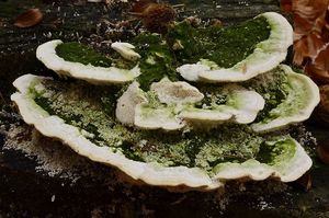 Outkovka hrbatá - Trametes gibbosa