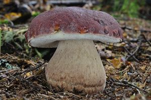 Klikni pro velký obrázek