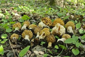 Klikni pro velký obrázek