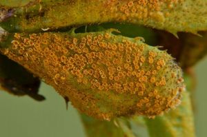 Rez korunkatá - Puccinia coronata Corda