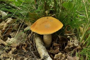 Klikni pro velký obrázek