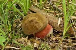 Klikni pro velký obrázek