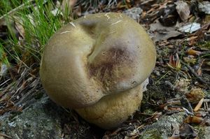 Klikni pro velký obrázek