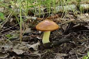 Klikni pro velký obrázek