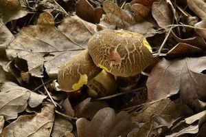 Klikni pro velký obrázek