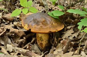 Klikni pro velký obrázek