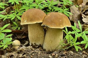 Klikni pro velký obrázek