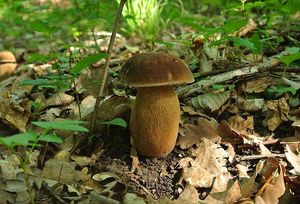 Klikni pro velký obrázek