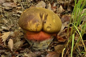 Klikni pro velký obrázek