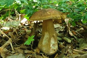 Klikni pro velký obrázek