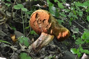 Klikni pro velký obrázek