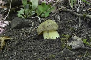 Klikni pro velký obrázek