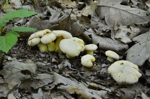 Klikni pro velký obrázek