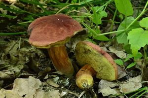 Klikni pro velký obrázek