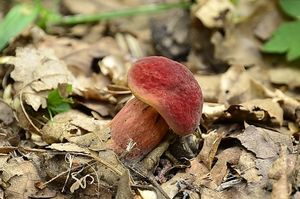 Klikni pro velký obrázek